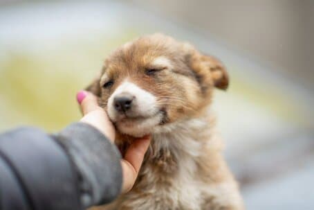 Благотворительная акция «Поможем друзьям нашим меньшим!»